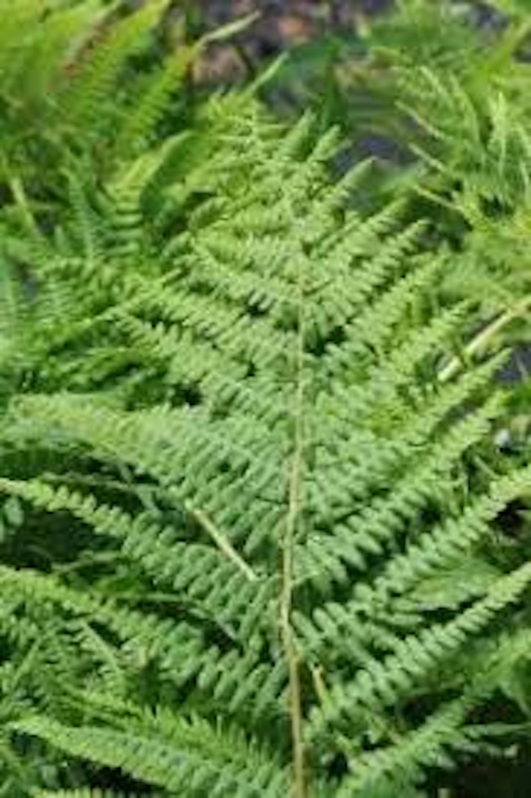 3 Lady Fern Roots Athyrium Filix -Femina Bare Root