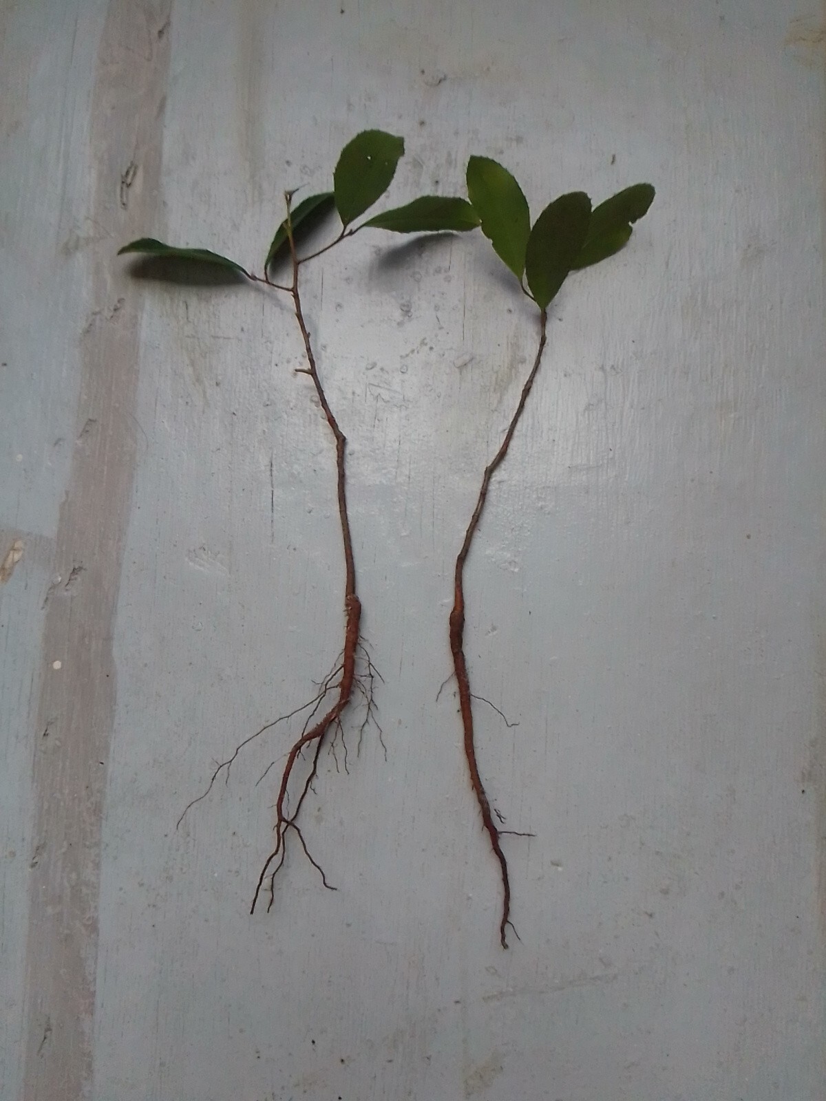 2 Rooted TX Florida Live Oak Tree Evergreen Quercus Virginiana Plants 6″-12″