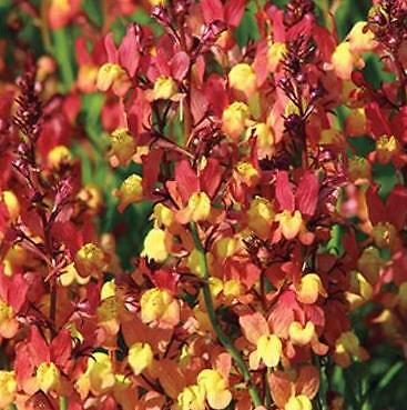 Linaria maroccana Peach 2,000 seeds