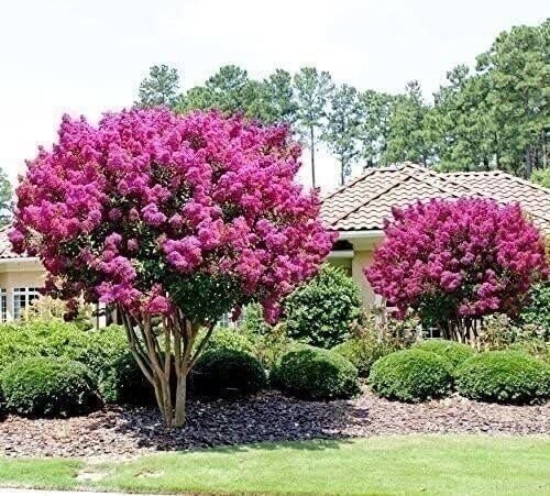 Crape Myrtle Pink Velour | 2 Inch | Lagerstroemia indica | Summer Blooms