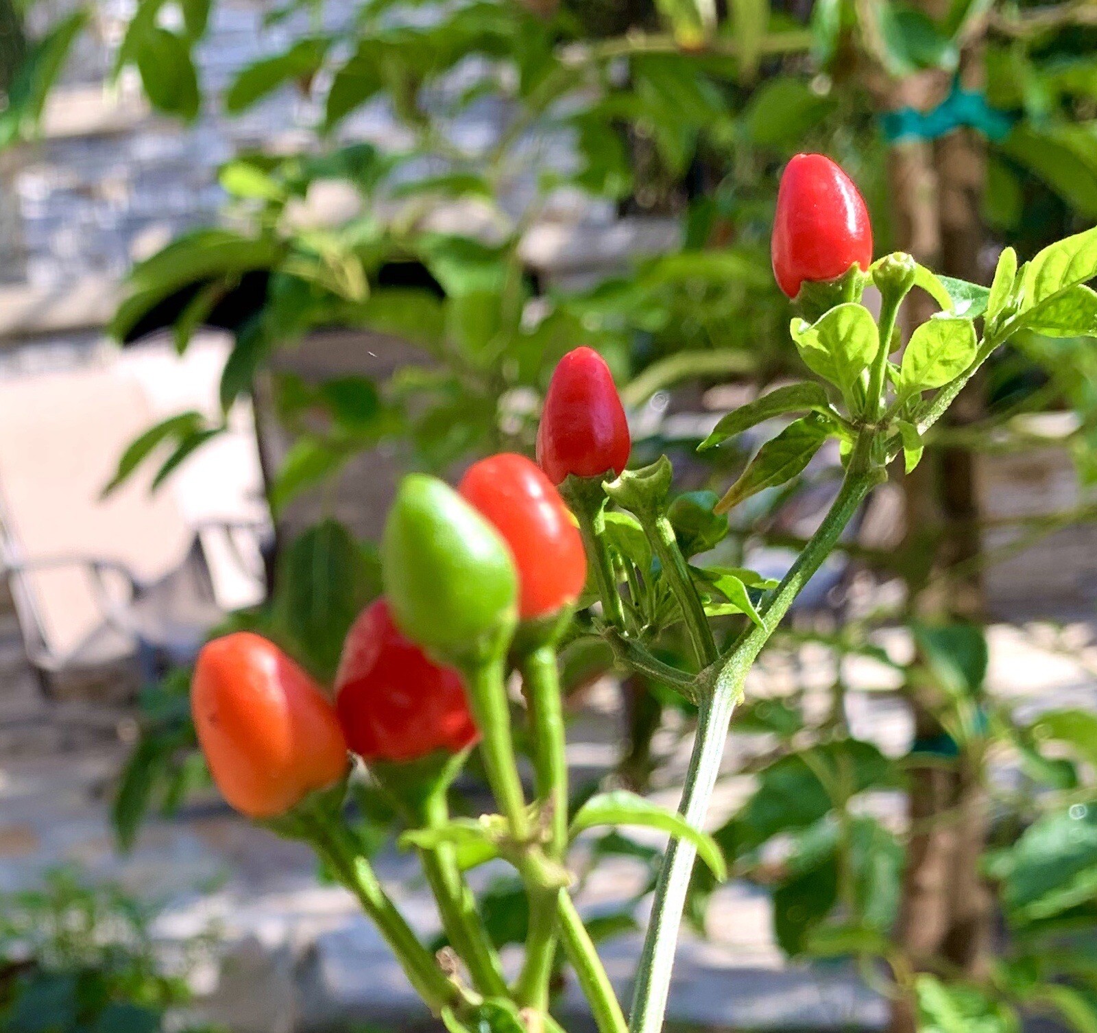Hot Chile Pequin Chili Pepper – 25 Seeds 2024 – USA