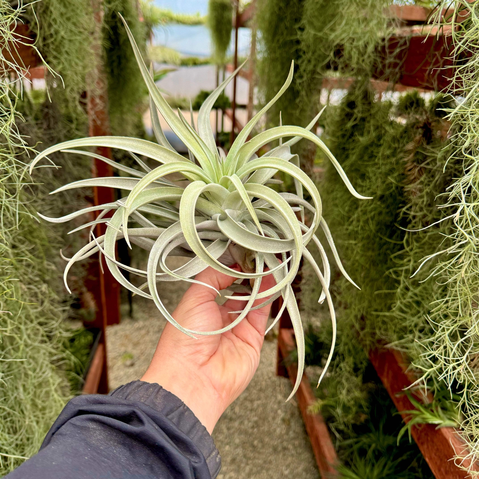 Harrisii Air Plant (Easy Care, Beginner Friendly Plant)