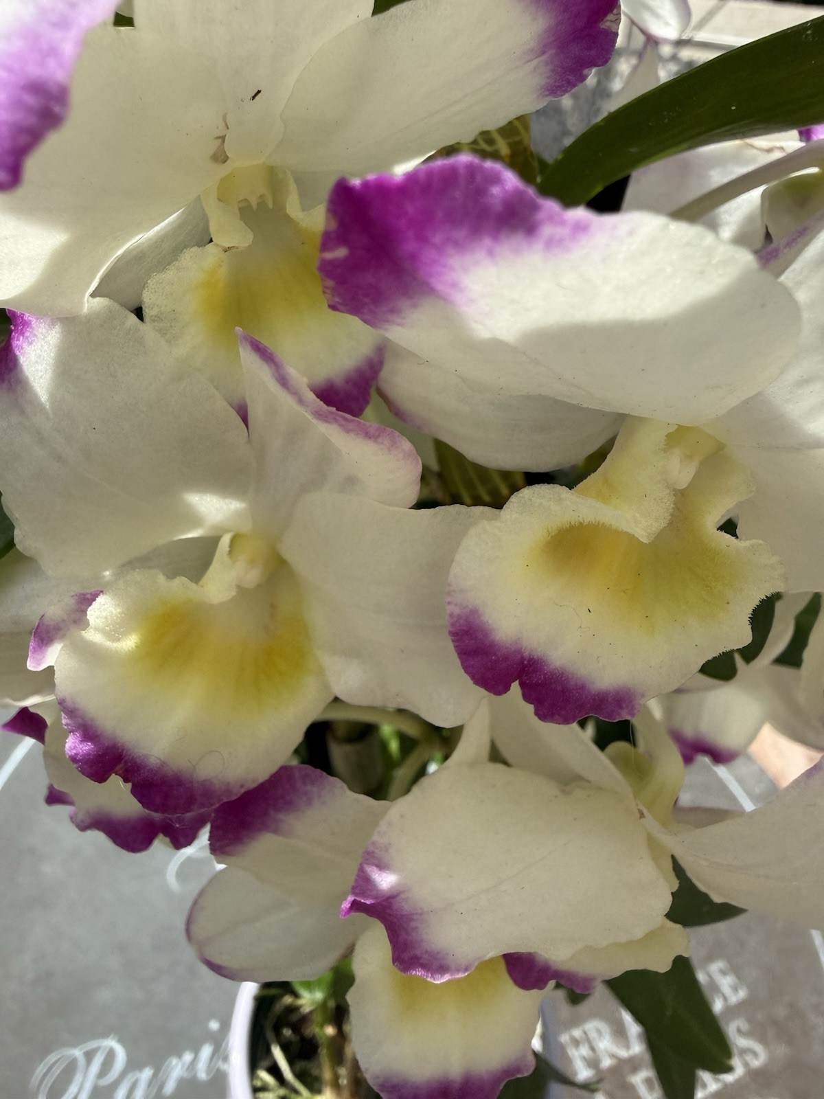 ORCHID PLANTS Den noble 1 short stem rooted stem no pot obo