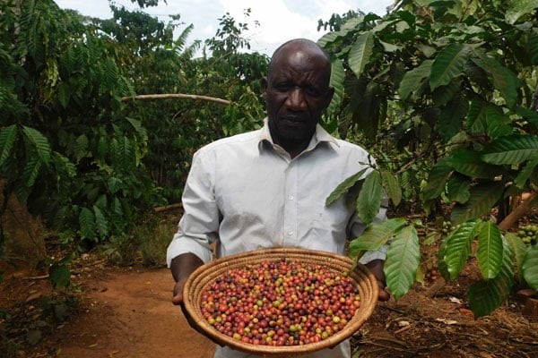 Ugandan Kaweri Robusta Coffee Bean Tree Seeds (25) / Extremely RARE