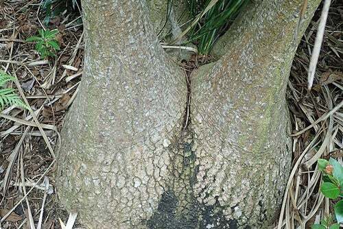 Beaucarnea recurvata | Ponytail Palm | Bottle Palm | Elephant’s Foot | 20 Seeds