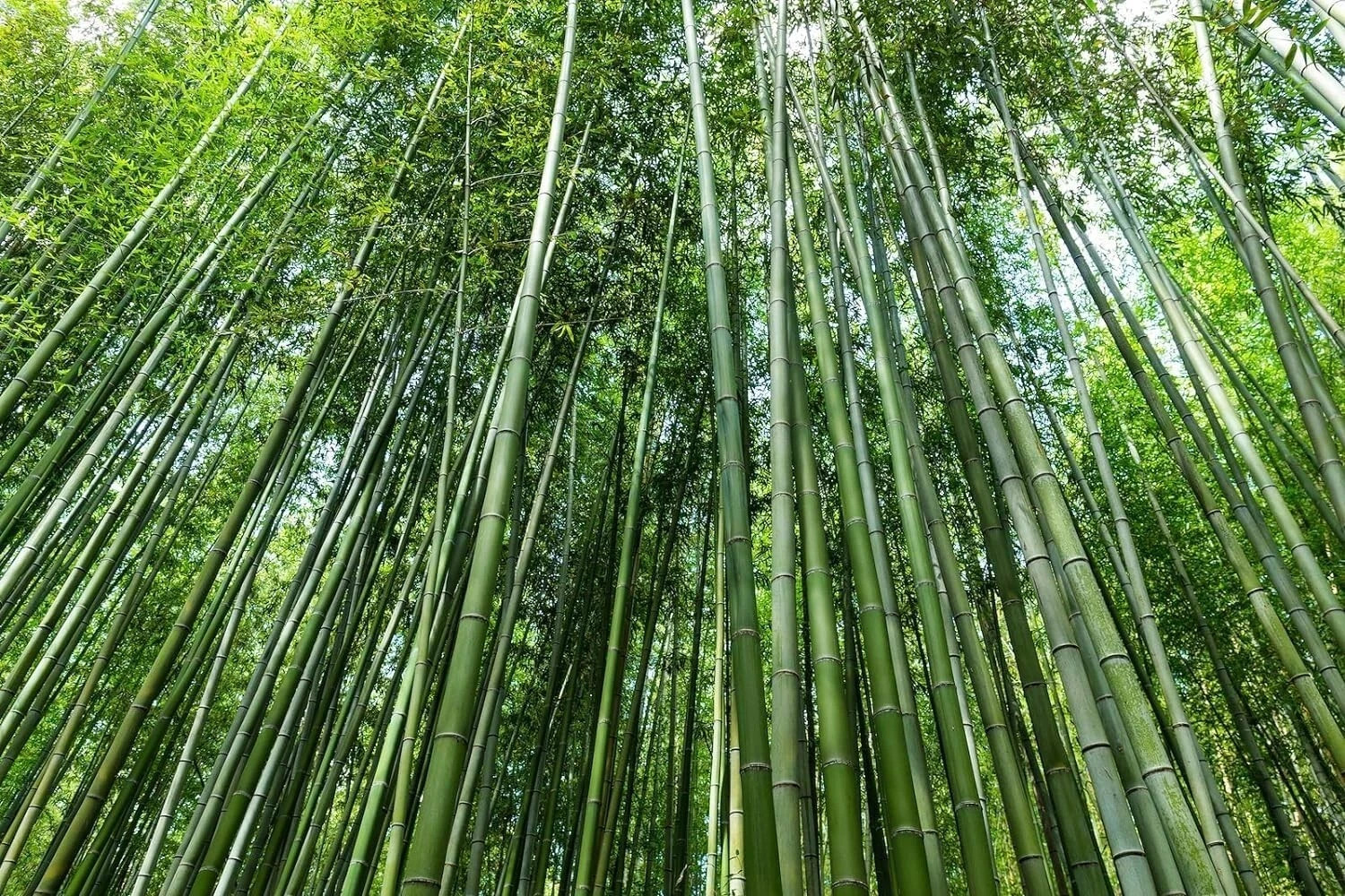 Giant Green Bamboo Seeds for Planting – 500+ Bamboo Seeds Fast Growing