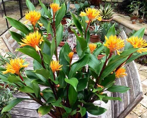 Golden Brush Dwarf Ginger – Burbidgea schizocheila- SMALL ROOTED STARTER Plant