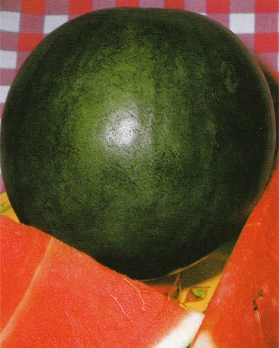 SUGAR BABY WATERMELON SEEDS, Heirloom – NON-GMO, aka Icebox Watermelon, Compact