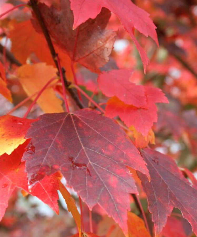 Sun Valley Maple Tree – Live Red Maple in Gallon Pot (2–4′ Tall)