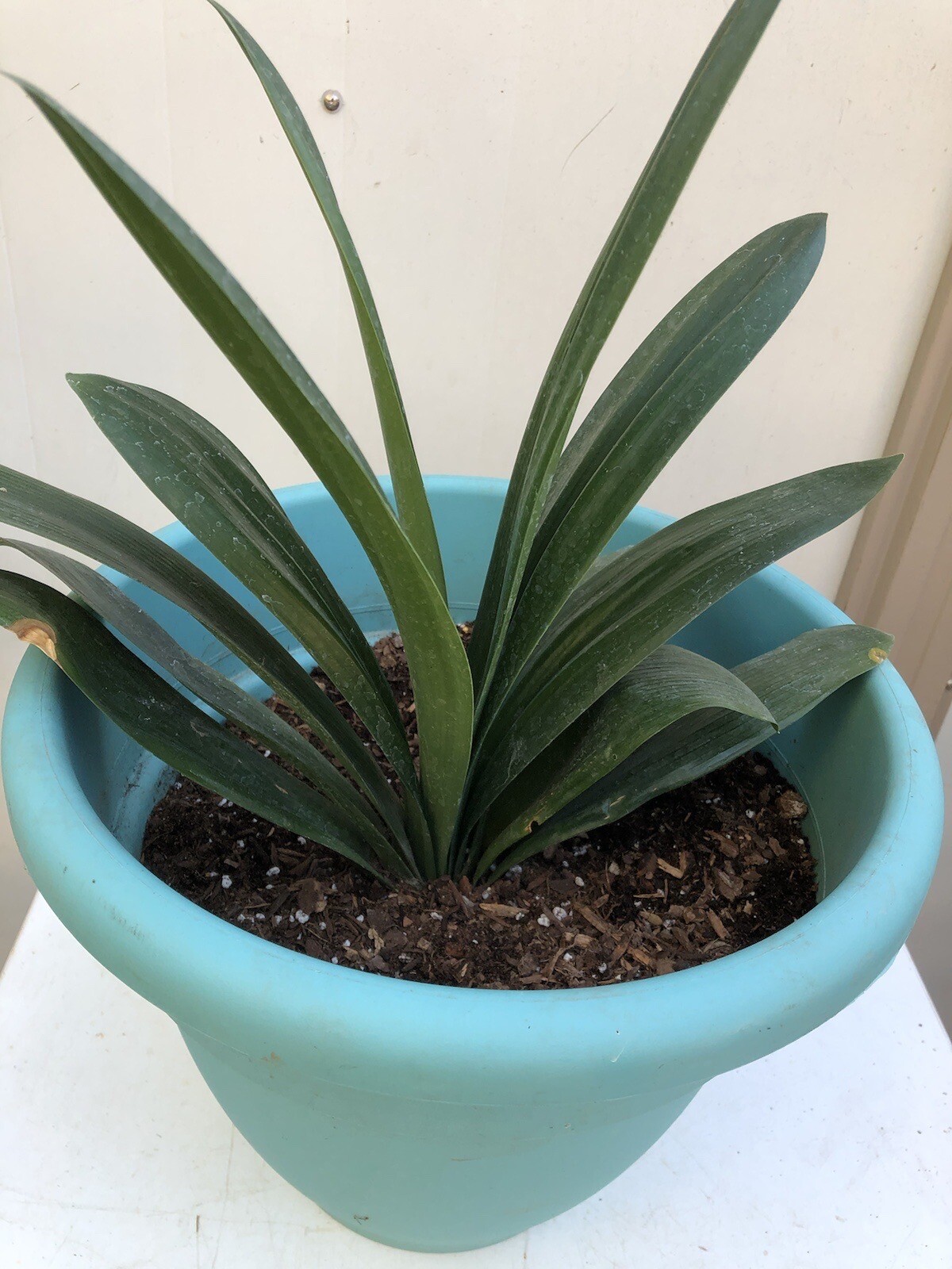 1 Clivia Miniata Bush Lily Bare Root Live Plant Orange Ready To Plant No Pot