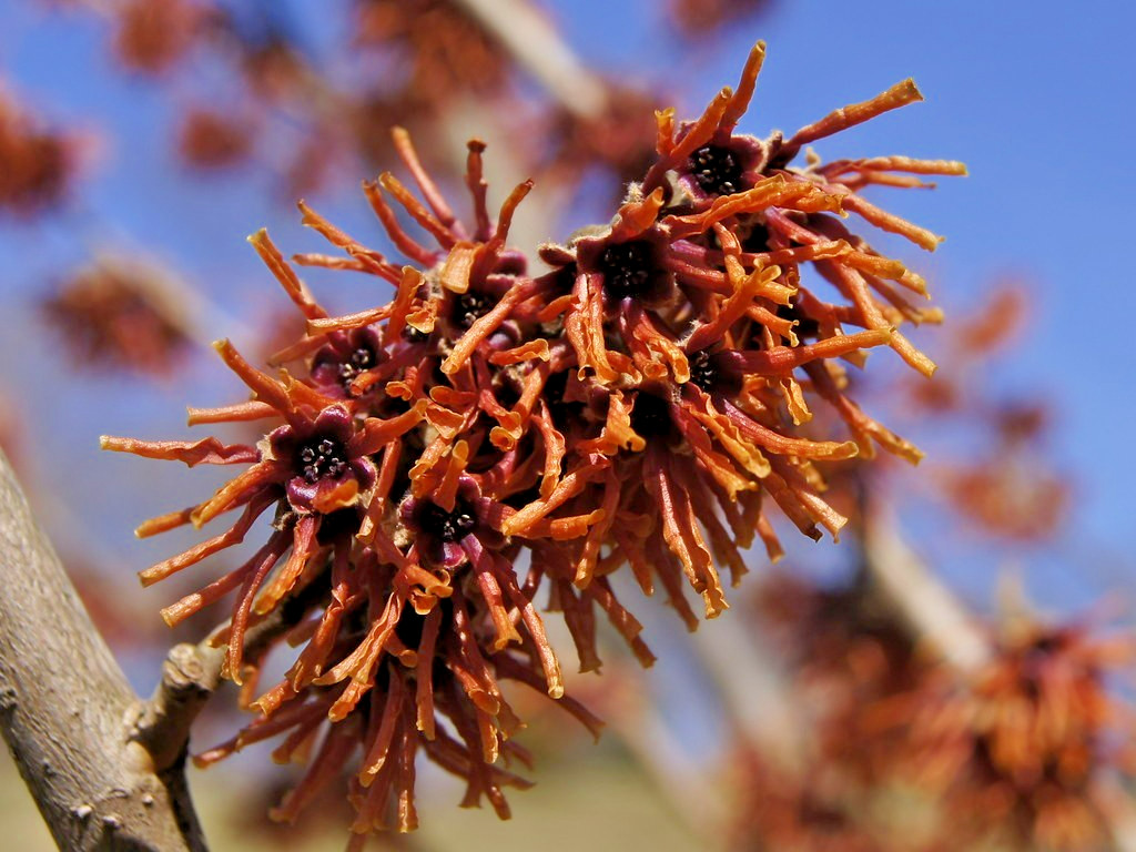 10 LANSING WITCH HAZEL SEEDS – Hamamelis vernalis ‘Lansing’