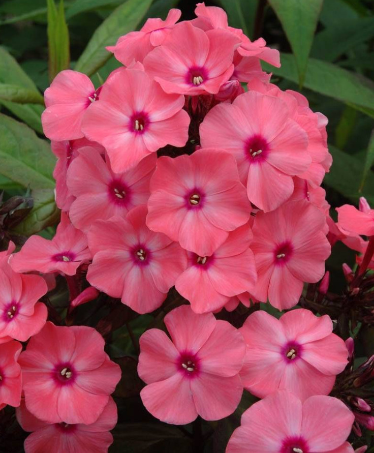 Phlox Sweet Summer Queen Salmon Orange Dark Eye Live Plant Plug – 1–3″ Tall