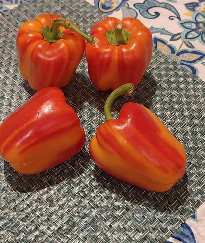 Aloha Rainbow Bell Seeds – Super Rare Striped Bell Pepper. NON-GMO heirloom