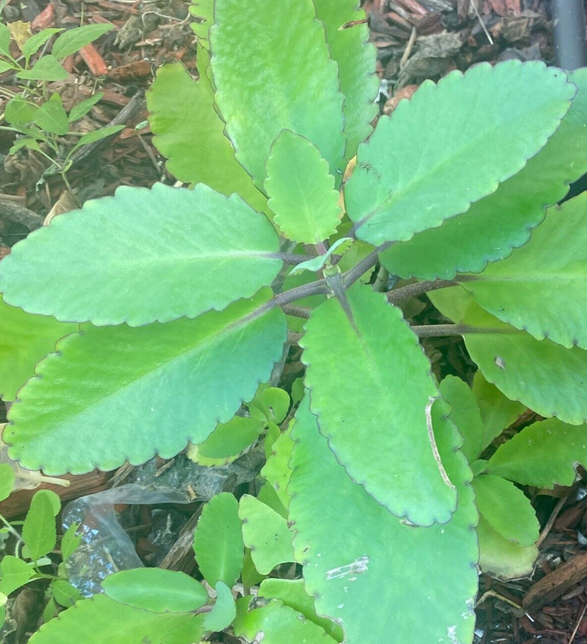 RARE KALANCHOE PINNATA Miracle Leaf Air “LIVE PLANT”phyllum pinnatum – 4″-6”
