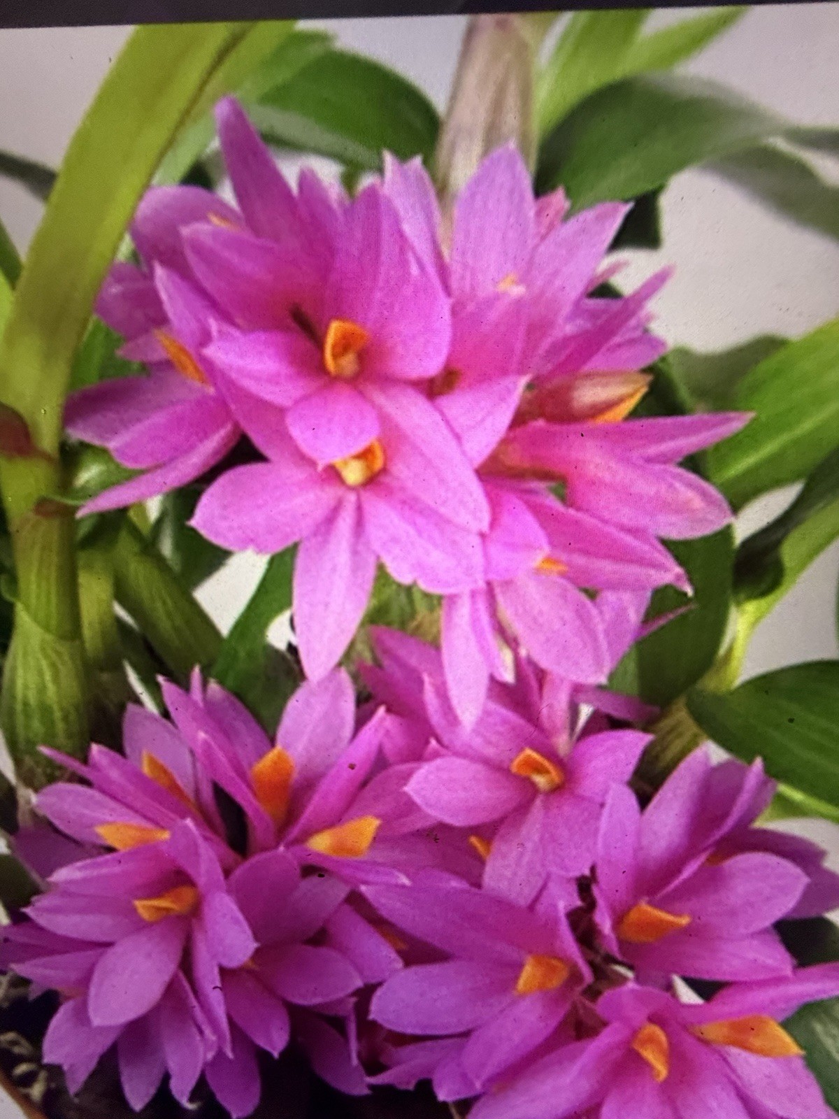 ORCHID PLANTS Dendrobuim Hibiki 1 short rooted starter plant bare root