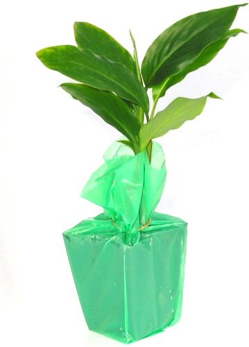 Hawaiian Red Ginger Alpinia Purpurata Starter Plant 6 to 10 In. Tall NO BLOOM