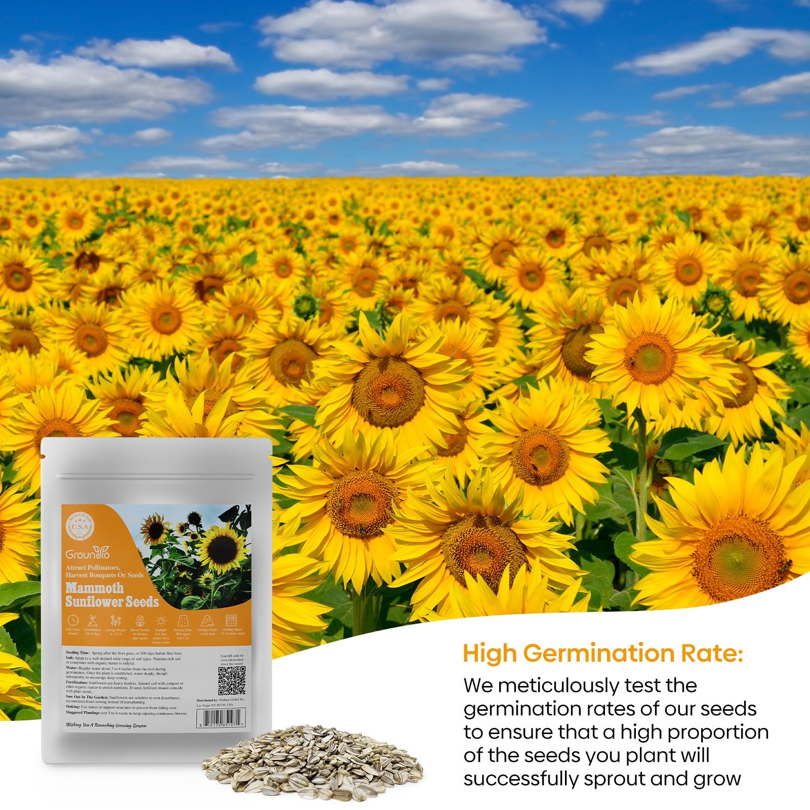 Groundio Mammoth Sunflower Seeds to Plant, 1 300+ Seeds, Orange
