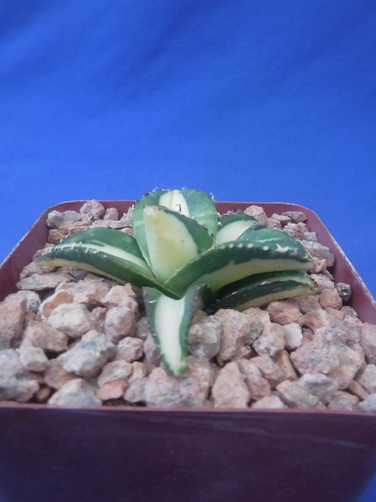 Agave titanota “Sabertooth Tiger” Cousin of “Snaggle Tooth” VARIEGATED 2″-3″ Wd