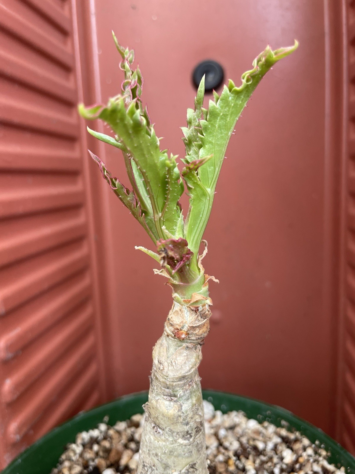 CYPHOSTEMMA Juttae Wild Grape Live Succulent Plant Bonsai Tree Caudex RARE