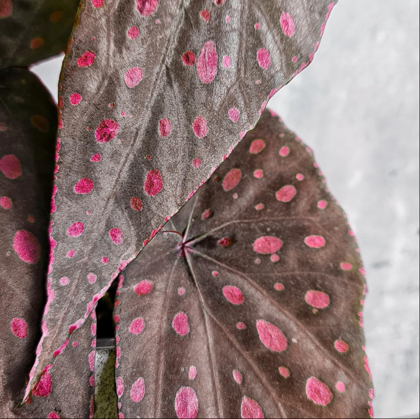 Begonia Pink Leaf with White Spots Live Starter Plant size4″Pot 4-6″Tall, No Pot
