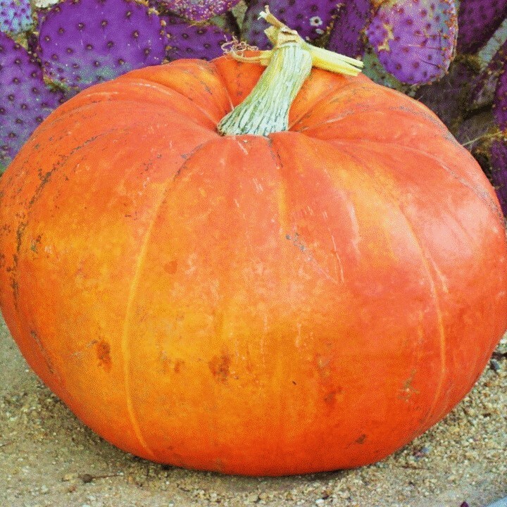 Mammoth Gold Pumpkin Seeds | Competition Big Giant Pumpkins Vegetable Seed 2024