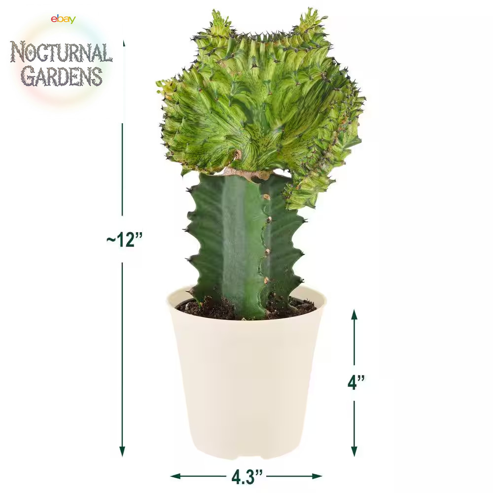 4 In. Green Marmaid Tail Coral Cactus Live Indoor Plant in Beige Plastic Pot Cov