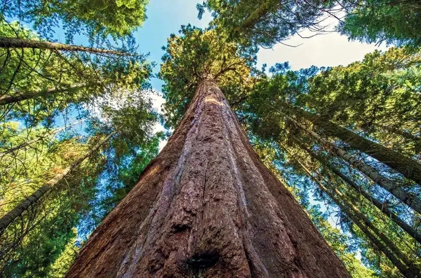20 California Coast Redwood Seeds Giant Sequoia Bonsai TALLEST TREE in the WORLD