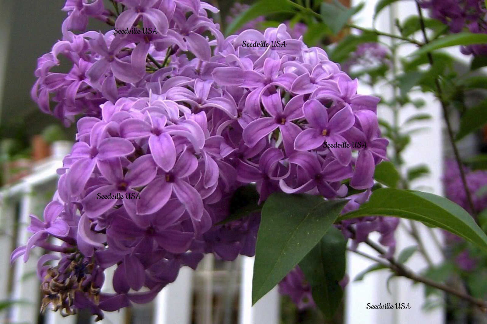 25 FRENCH / Old FASHIONED LILAC Syringa Vulgaris Flower Shrub Bush Seeds