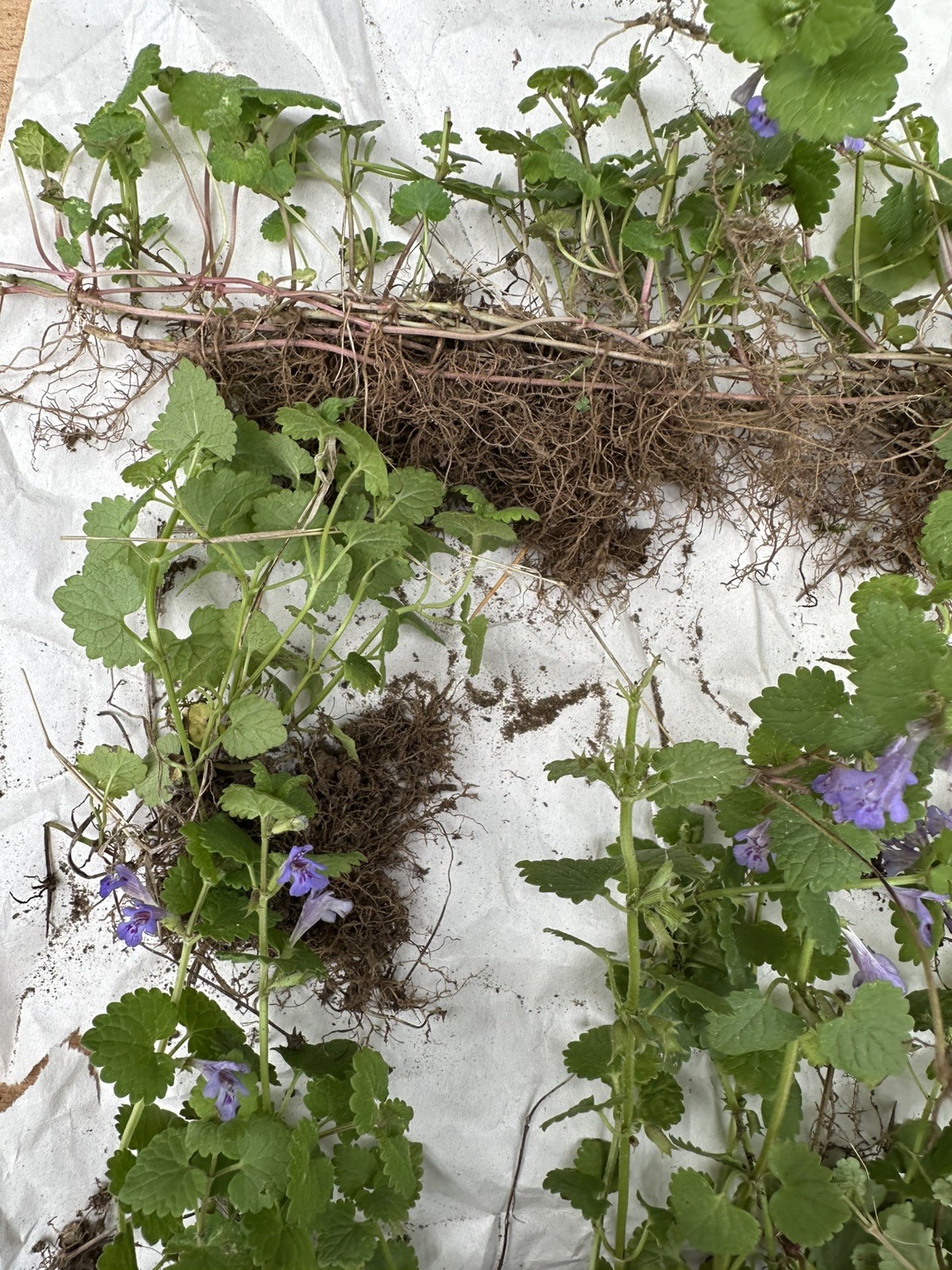 Creeping Charlie Plant Evergreen GROUND IVY Glechoma Hederacea live vine plant