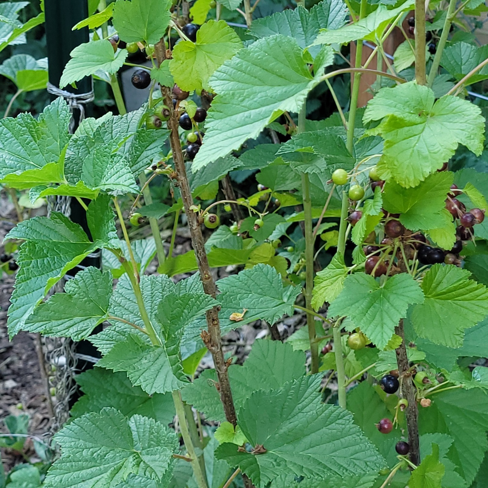6 Black Currant Ribes Nigrum Fresh Helathy Cuttings Unrooted Zones 3-8 Hardy