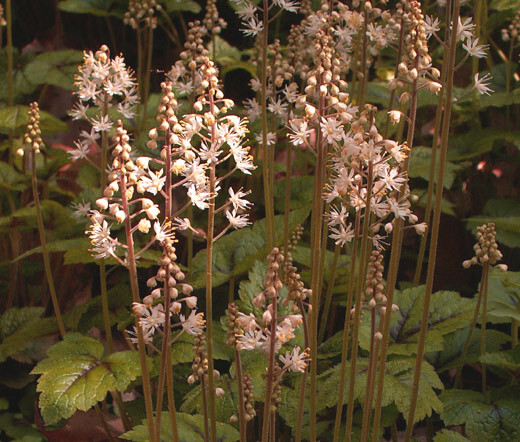 FOAMFLOWER Tiarella Wherryi – 250 Bulk Seeds