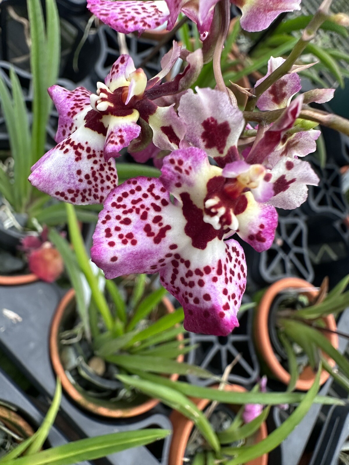 Three Different Tolumnia IN SPIKE! Equitant Orchid Plant Oncidium 3 Plants