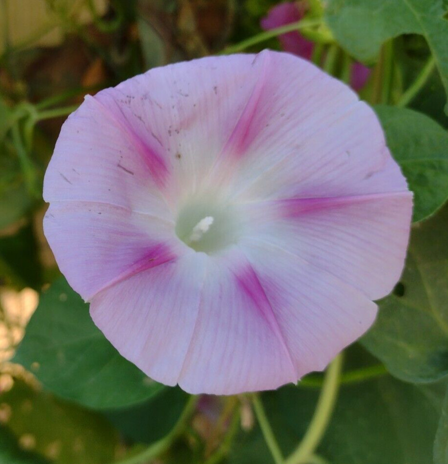 100+ Morning Glory Seeds Mystery Mix | Purple/Blue/Orange/Red/Pink/White/Striped