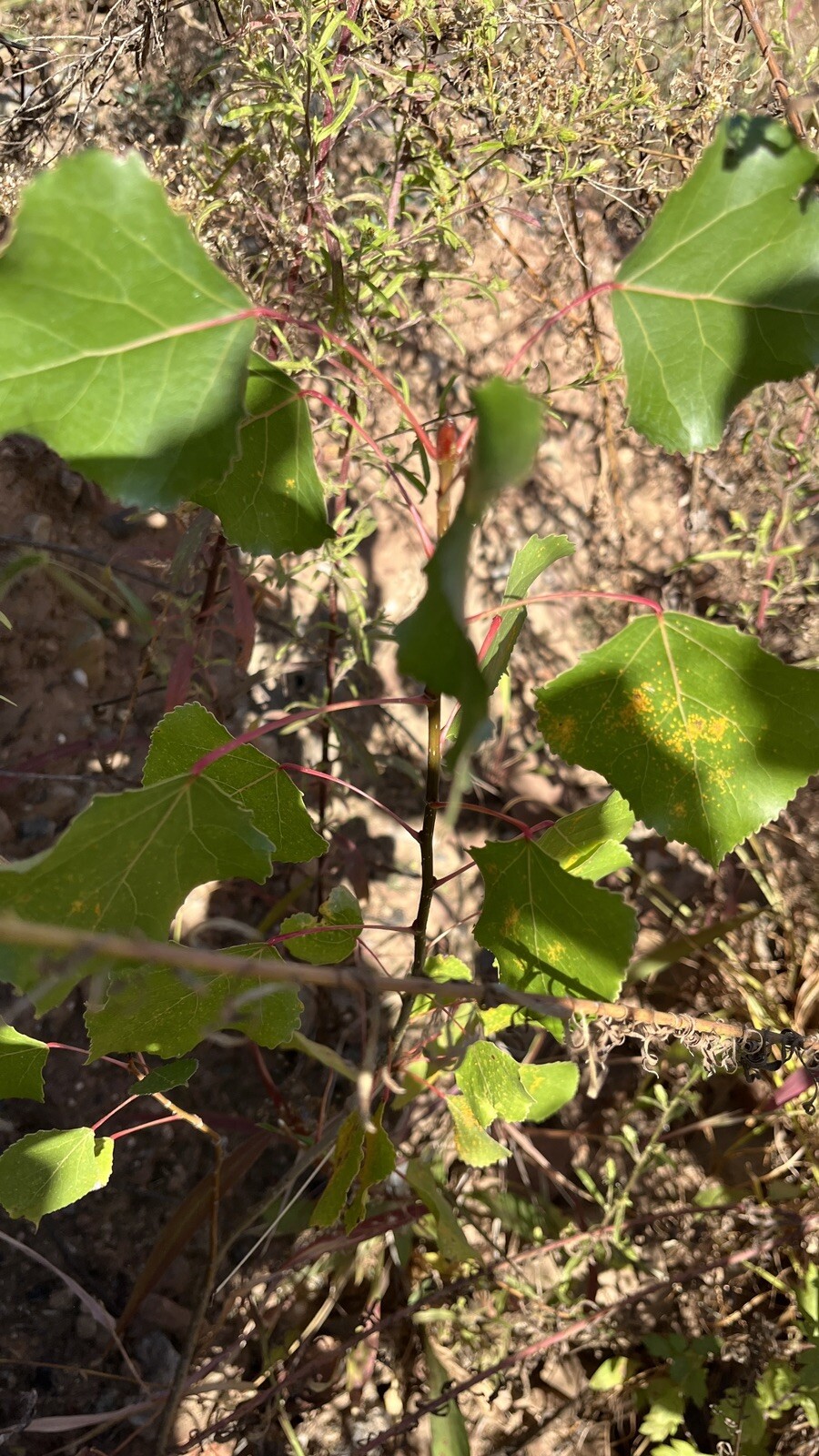 Cottonwood Tree 2-3 ft tall, 3 year old plant, Populus Fremontii, Strong Plant