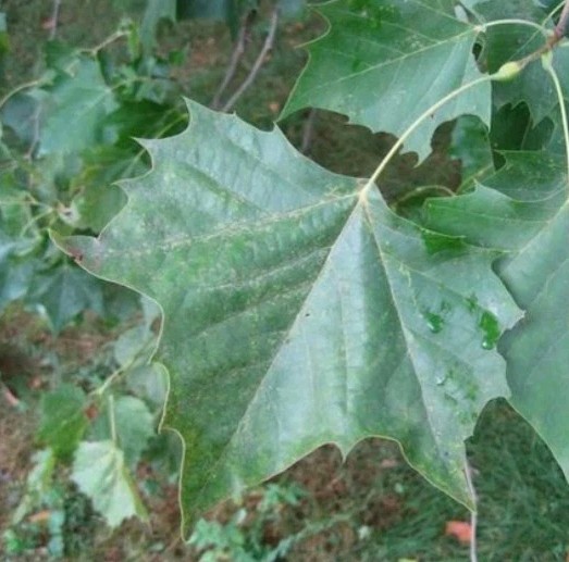 200 seeds of American Sycamore Platanus occidentalis Buttonwood tree