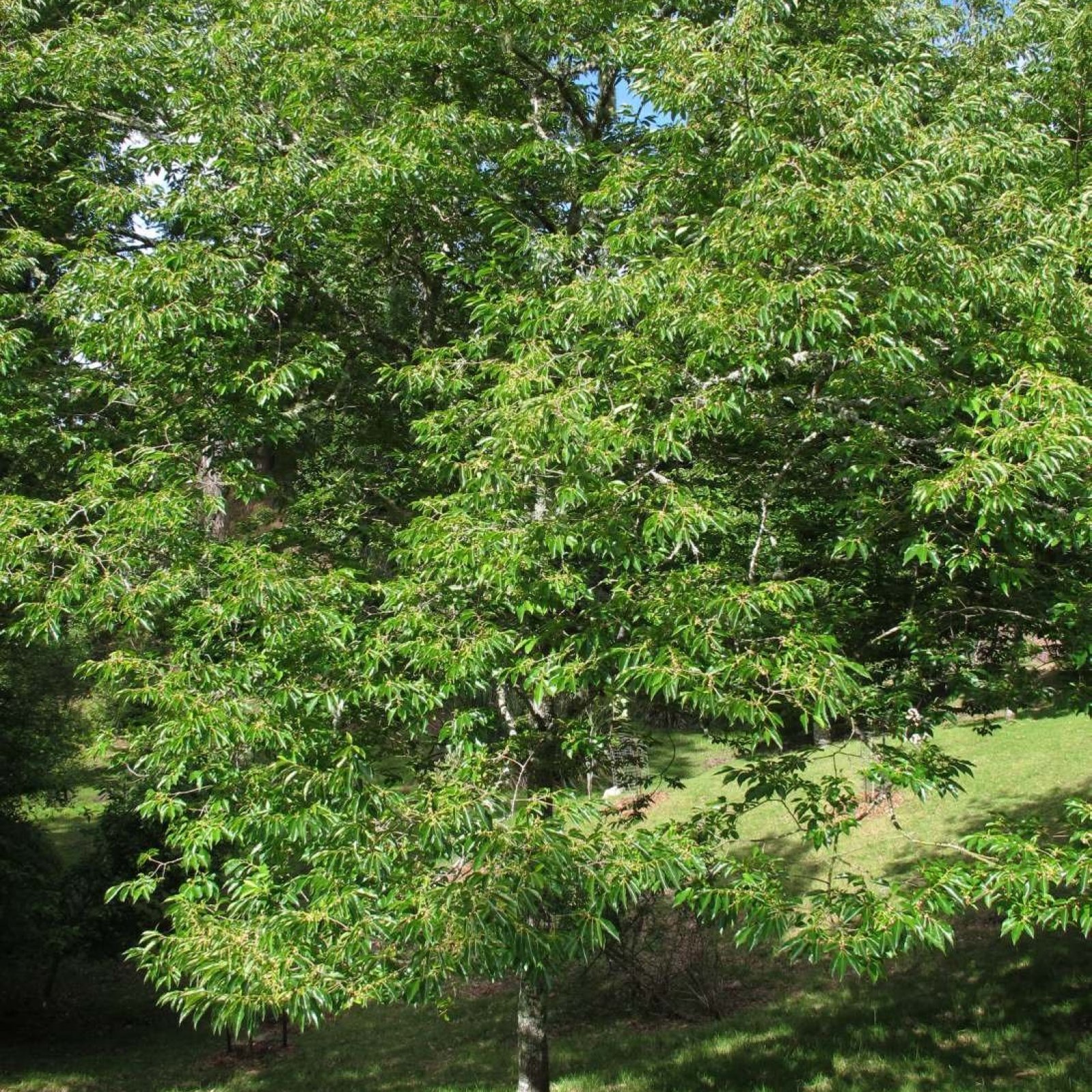 DATE PLUM PERSIMMON Diospyros Lotus – 5 SEEDS