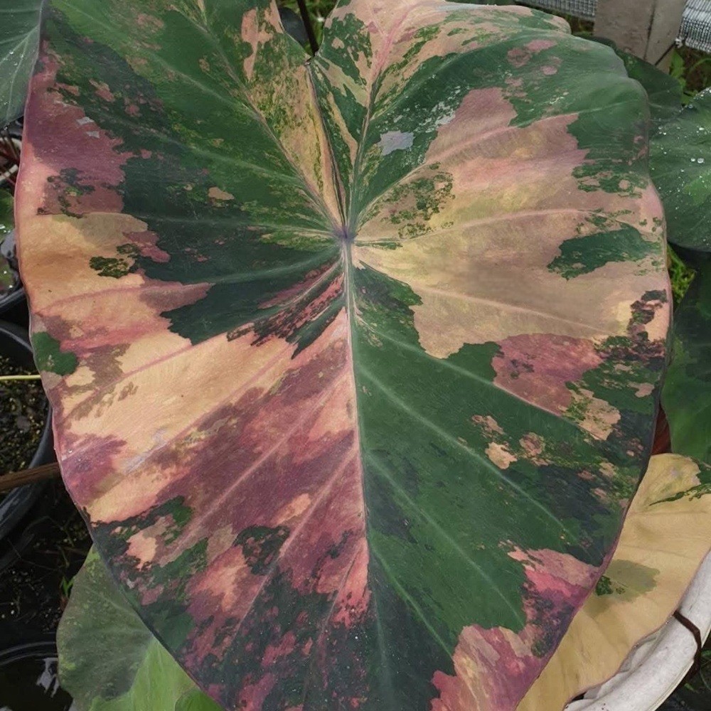 Colocasia Variegated Bulb Elephant Ear Episode One Tuber New Hybrid RARE