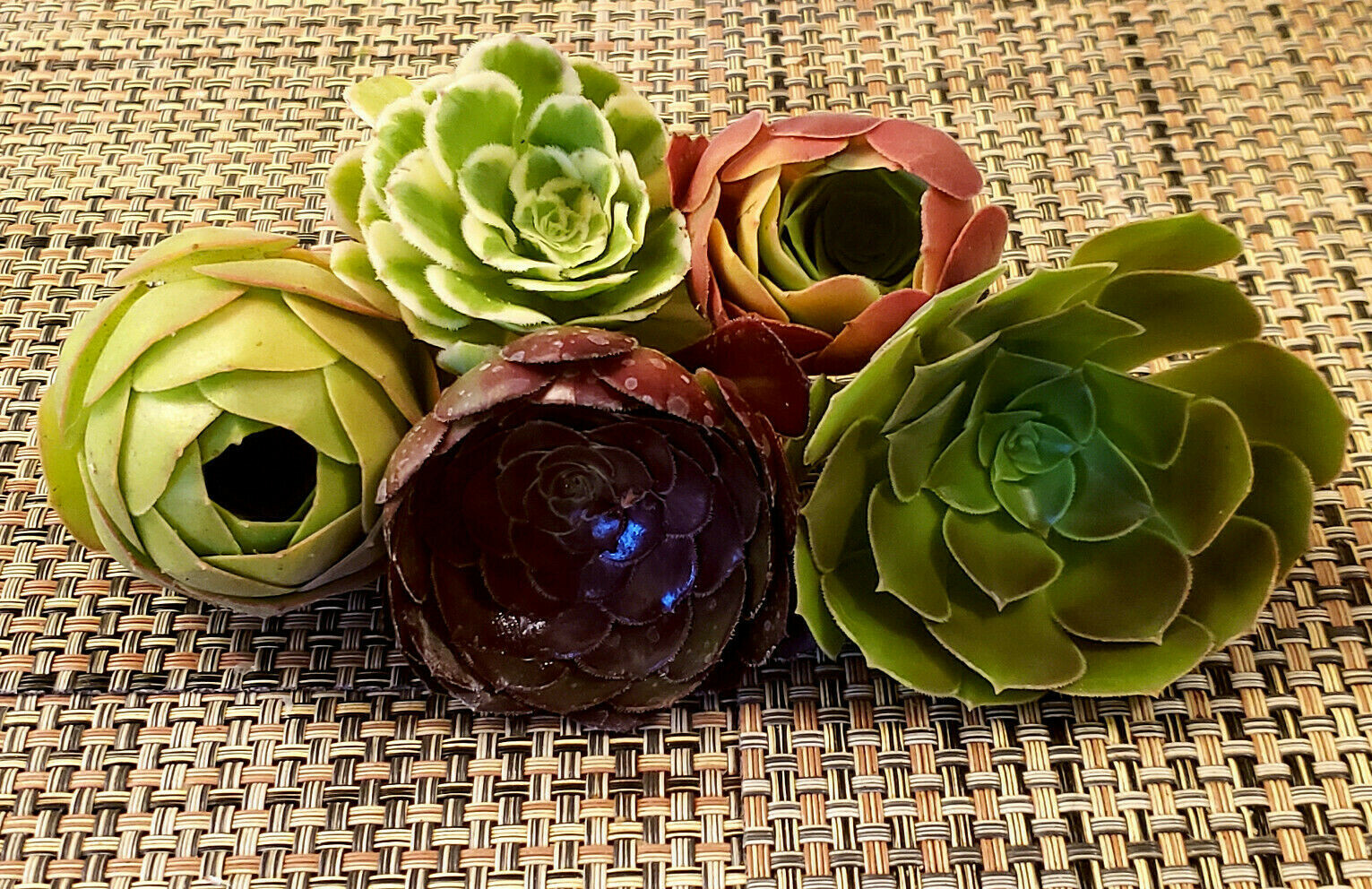2 x AEONIUM SPP CUTTING – LOOKS LIKE A ROSE BUD – 2″ (= 5 CM) diameter