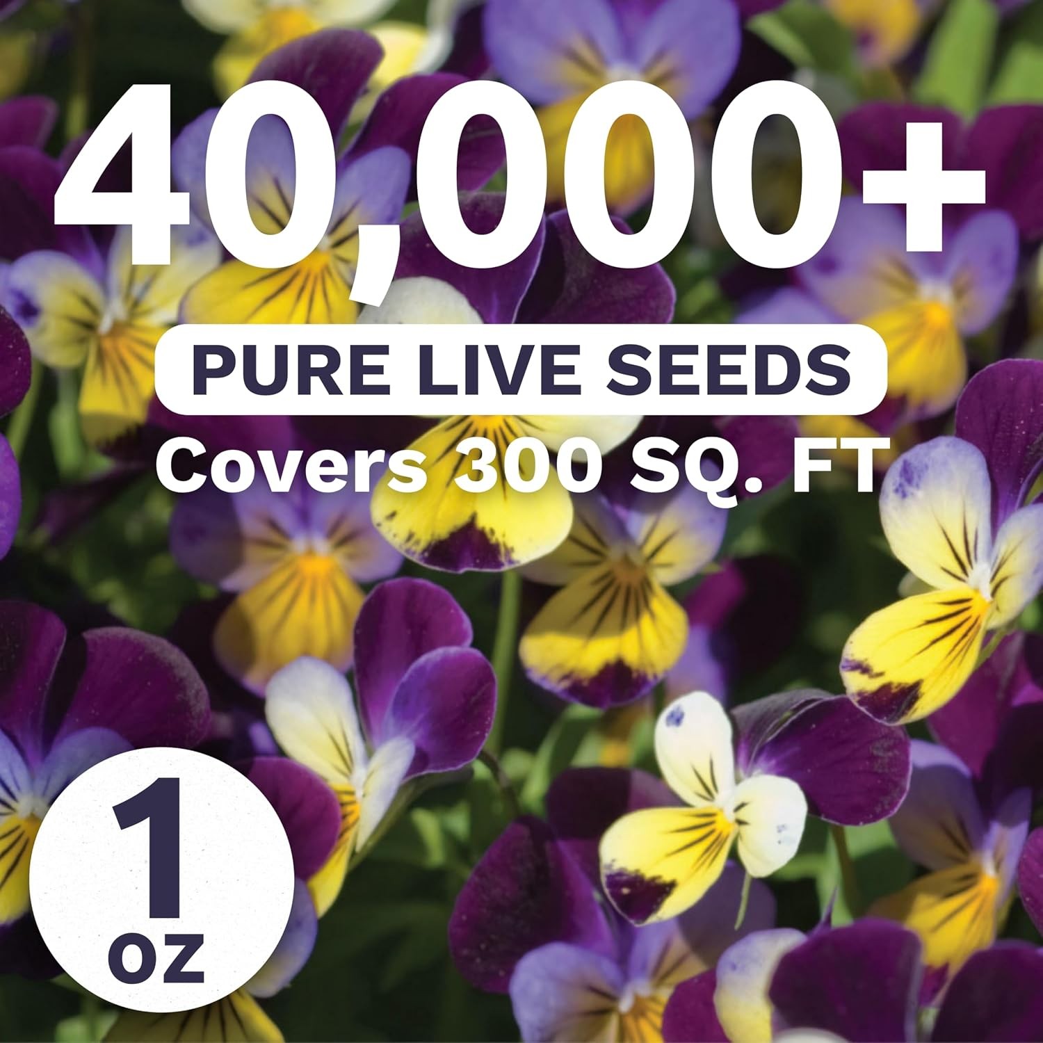 Viola – Johnny Jump-Up – Bulk 1 Ounce Pouch – 40000 Flower Seeds for Planting