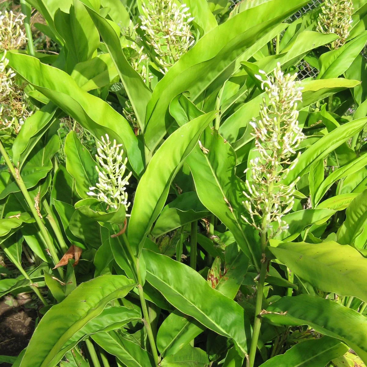 1 Galanga Starter Plug Thai Ginger / Siamese Ginger Alpinia galangal