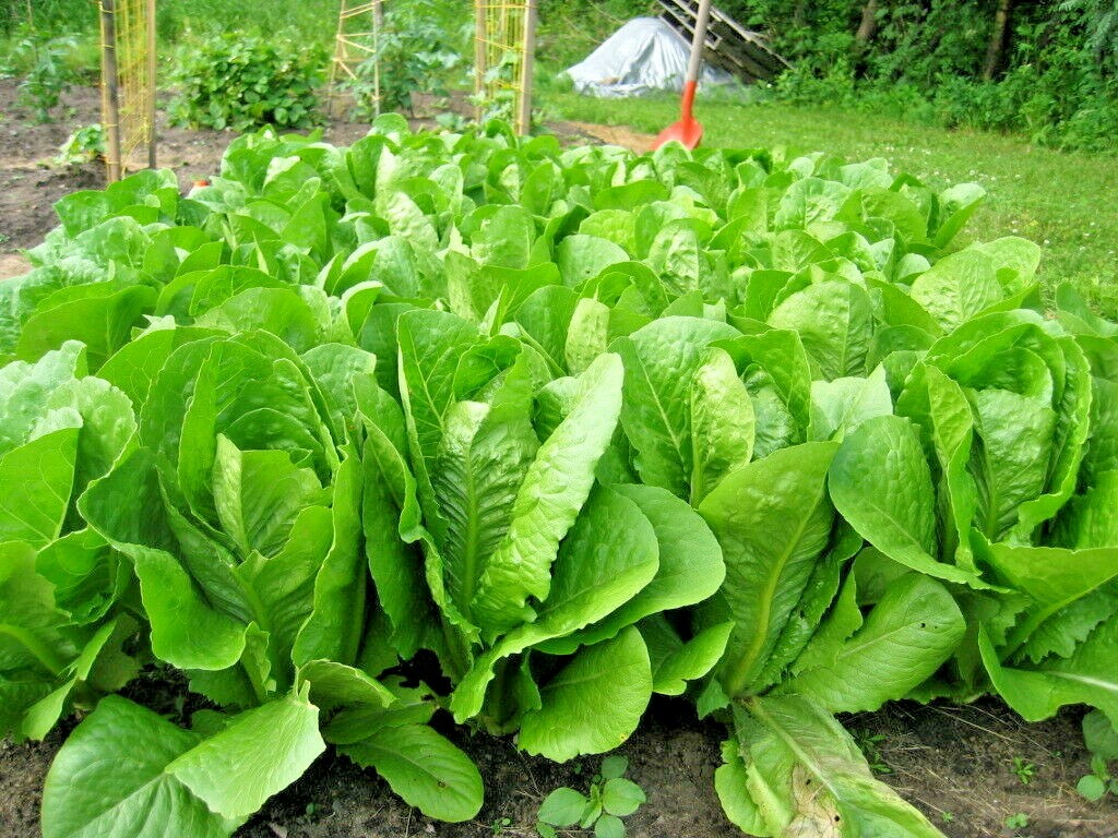 601+PARIS ISLAND Cos Romain LETTUCE Seeds Organic Spring Fall Garden Container