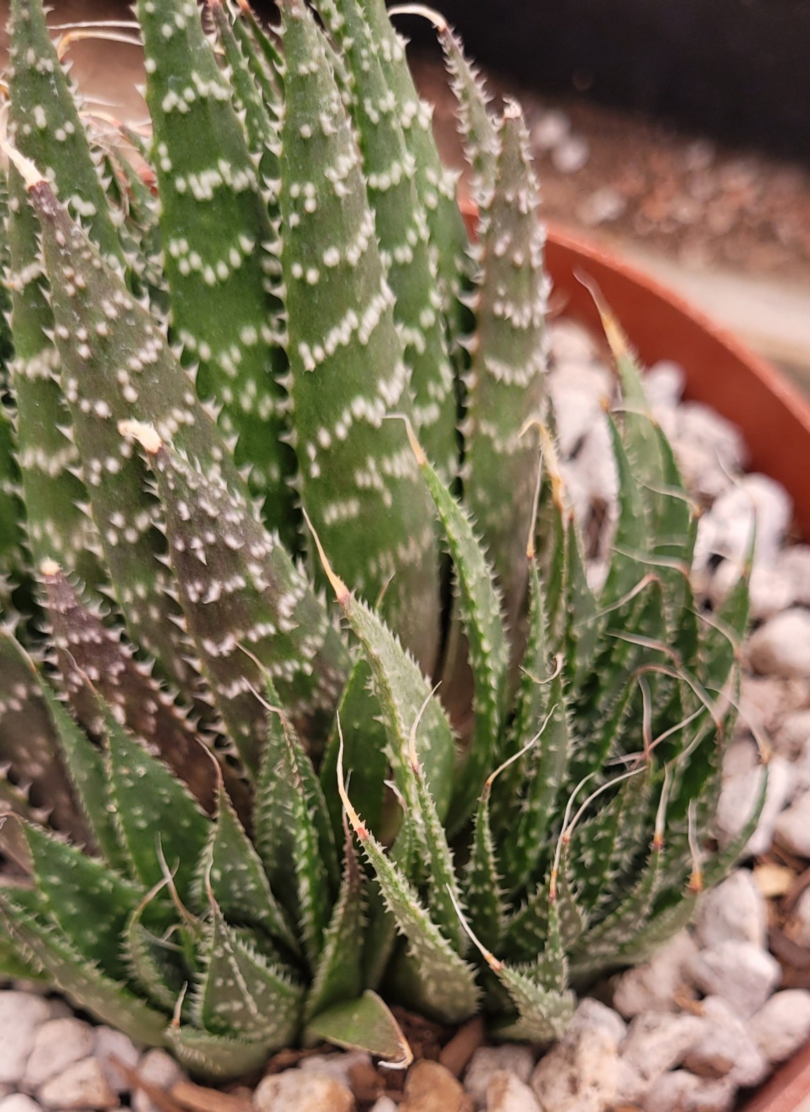 Aloe Aristata ‘Lace Aloe’ 2.5″ Tall 2 Offsets – Bare Root