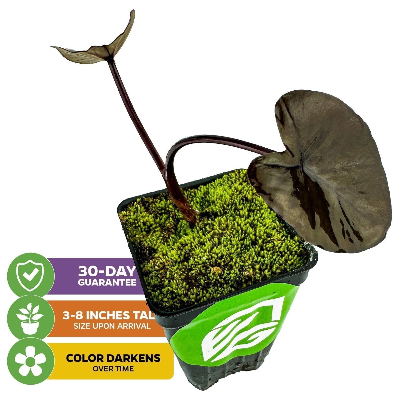 Black Magic Elephant Ear – Colocasia esculenta