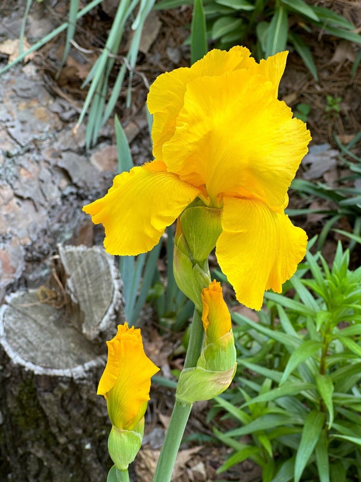 1 yellow Bearded Iris Rhizome root ~ Bulb ~ Reblooming Rhizomes ~ Tall Heirloom