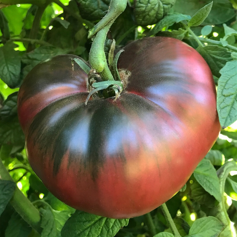 Cherokee Purple Tomato Seeds, Heirloom, NON-GMO, Variety Sizes, FREE SHIPPING