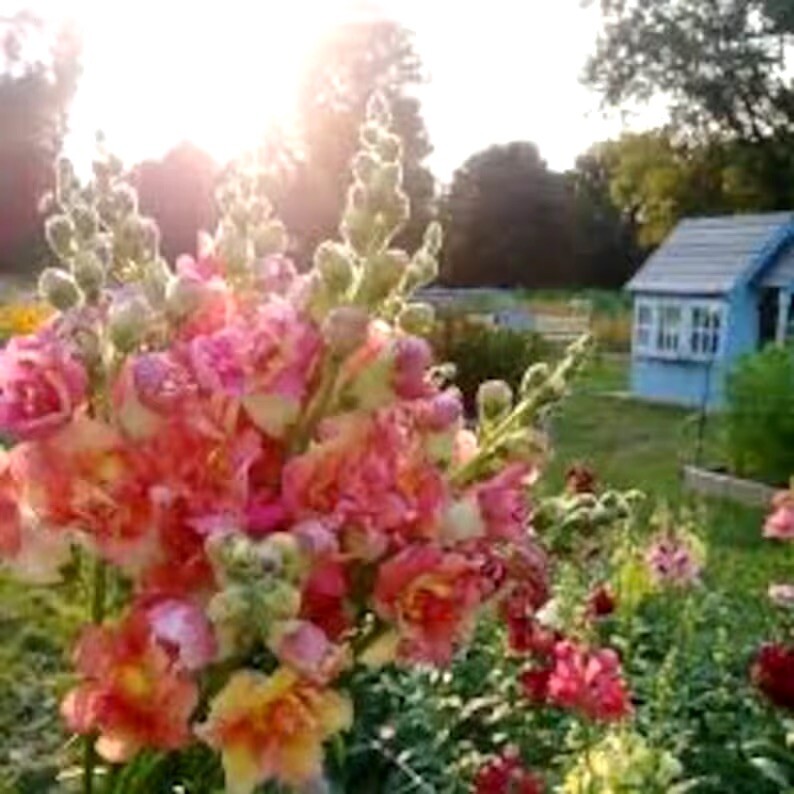 20 + Beautiful Fluffy Snapdragon Flower Seeds / Spring/ Summer/colorful Mix