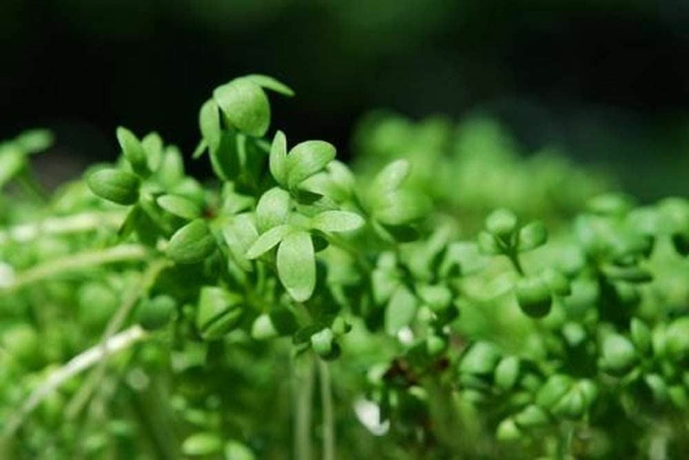 Cress Herb Seeds, Curled Cress Herb Seeds, “COOL BEANS N SPROUTS” Brand. Home G