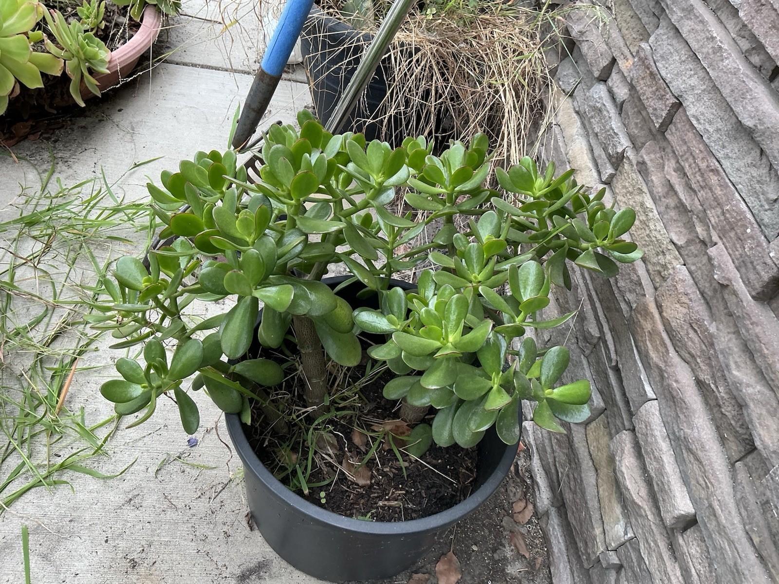 Healthy lush green Crassula Ovata Jade Plant cluster, Rooted 17” 16” 12” Roots