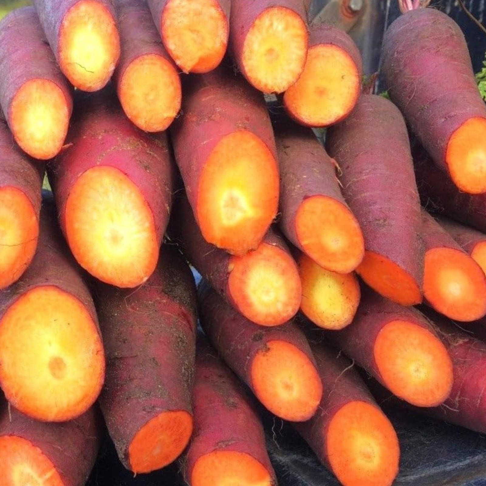 1000 Purple Carrot Seeds – Orange Core Heirloom Root Veg for Garden or Market