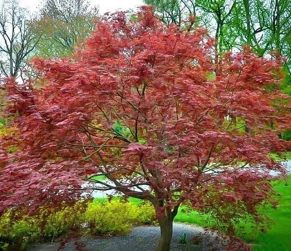 Purple Ghost Japanese Maple Tree – Live Plant – ( 2.5 QT )